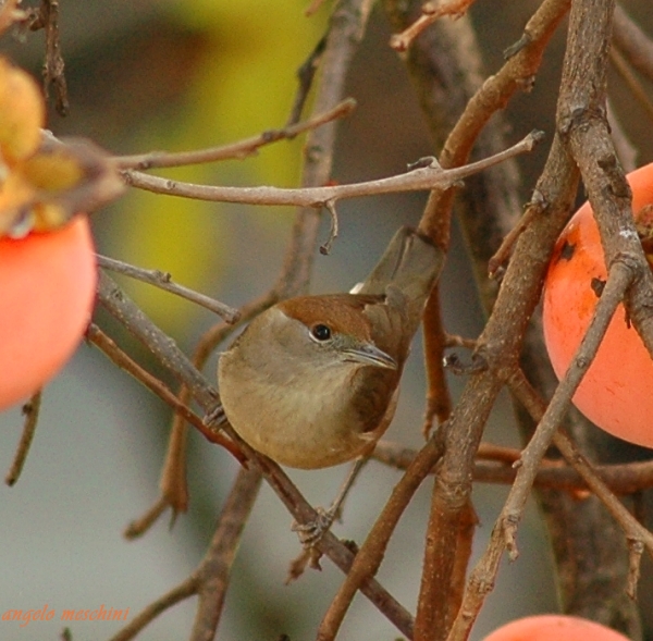 Capinera, Sylvia atricapilla. dieta nella stagione di mezzo.